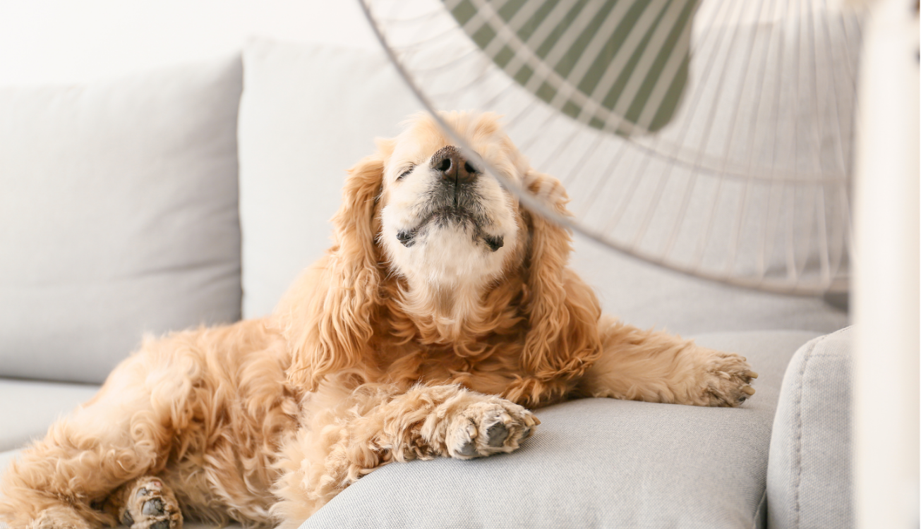 How to Stay Cool (and Safe) in the Final Stretch of Summer