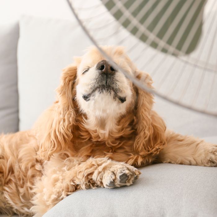 How to Stay Cool (and Safe) in the Final Stretch of Summer